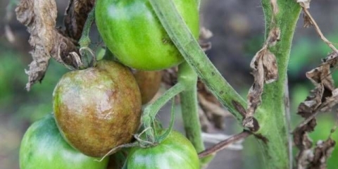 Phytophthora na paradajzu: kako se nositi s narodnim lijekovima